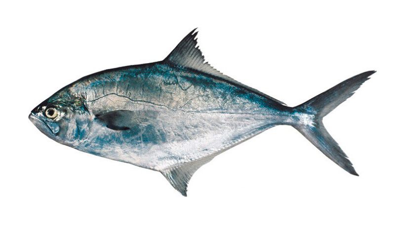pampa fish