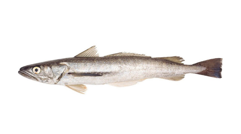 pampa fish