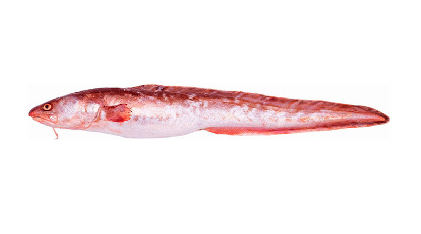 pampa fish