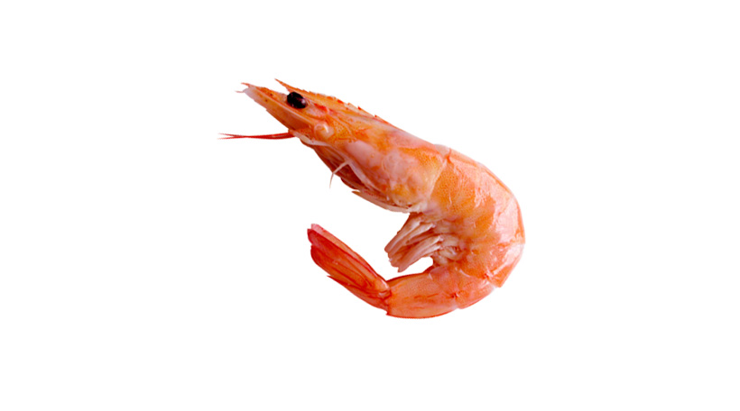 pampa fish