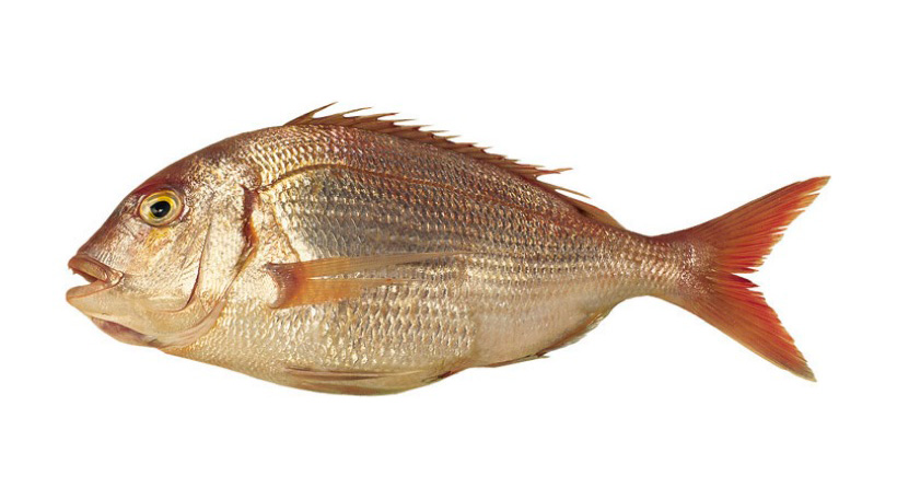 pampa fish