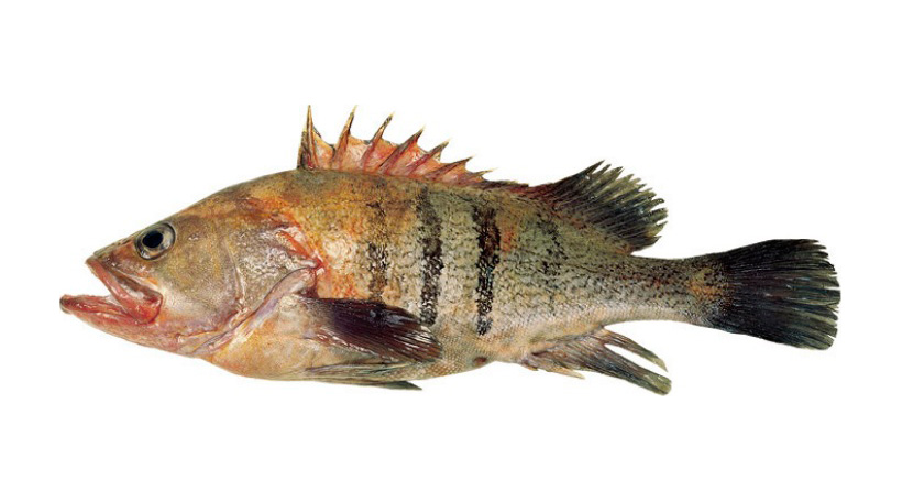 pampa fish